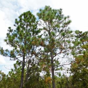Photo #34 of SOLD property in 2139 Norris Road, Garland, NC 70.8 acres
