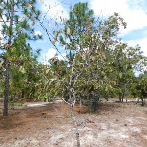 Photo #35 of SOLD property in 2139 Norris Road, Garland, NC 70.8 acres
