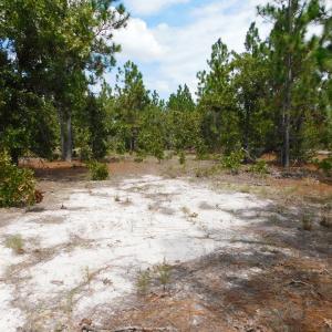 Photo #36 of SOLD property in 2139 Norris Road, Garland, NC 70.8 acres