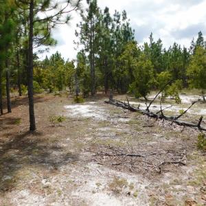 Photo #39 of SOLD property in 2139 Norris Road, Garland, NC 70.8 acres