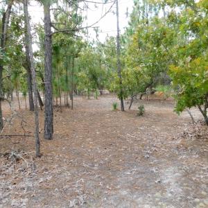 Photo #41 of SOLD property in 2139 Norris Road, Garland, NC 70.8 acres