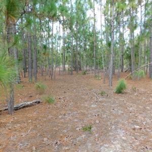 Photo #42 of SOLD property in 2139 Norris Road, Garland, NC 70.8 acres
