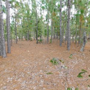 Photo #43 of SOLD property in 2139 Norris Road, Garland, NC 70.8 acres