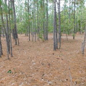 Photo #44 of SOLD property in 2139 Norris Road, Garland, NC 70.8 acres