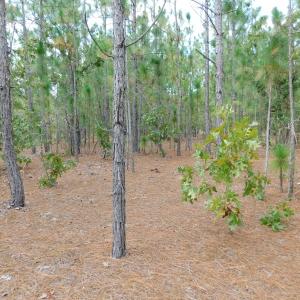Photo #45 of SOLD property in 2139 Norris Road, Garland, NC 70.8 acres