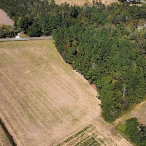 Photo #4 of SOLD property in Off Hamps Road, Nichols, SC 150.0 acres