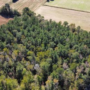 Photo #5 of SOLD property in Off Hamps Road, Nichols, SC 150.0 acres