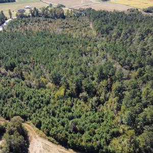 Photo #7 of SOLD property in Off Hamps Road, Nichols, SC 150.0 acres
