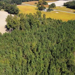 Photo #20 of SOLD property in Off Hamps Road, Nichols, SC 150.0 acres