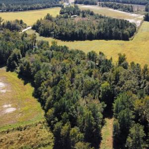Photo #24 of SOLD property in Off Hamps Road, Nichols, SC 150.0 acres