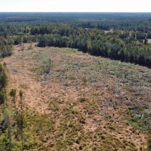 Photo #29 of SOLD property in Off Hamps Road, Nichols, SC 150.0 acres