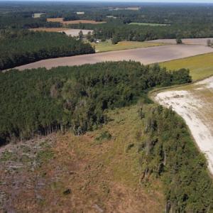 Photo #31 of SOLD property in Off Hamps Road, Nichols, SC 150.0 acres