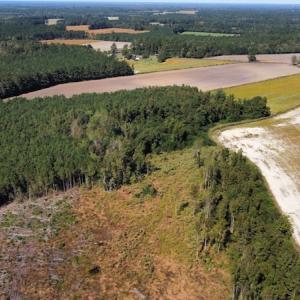 Photo #33 of SOLD property in Off Hamps Road, Nichols, SC 150.0 acres