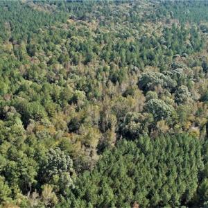 Photo #9 of SOLD property in Off Goldston Carbonton Road , Goldston, NC 11.8 acres