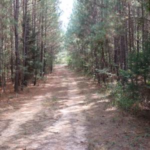 Photo #12 of SOLD property in Off Goldston Carbonton Road , Goldston, NC 11.8 acres