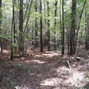 Photo #16 of SOLD property in Off Goldston Carbonton Road , Goldston, NC 11.8 acres