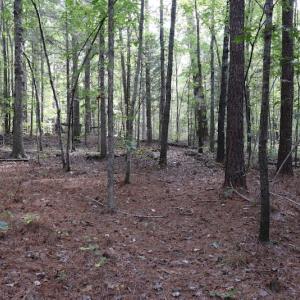 Photo #18 of SOLD property in Off Goldston Carbonton Road , Goldston, NC 11.8 acres