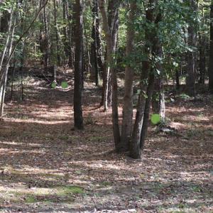 Photo #24 of SOLD property in Off Goldston Carbonton Road , Goldston, NC 11.8 acres