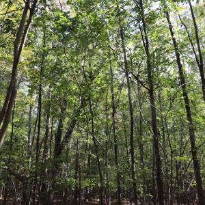 Photo #35 of SOLD property in Off Goldston Carbonton Road , Goldston, NC 11.8 acres