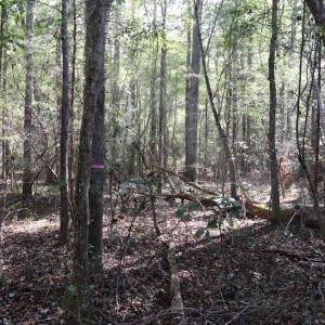 Photo #37 of SOLD property in Off Goldston Carbonton Road , Goldston, NC 11.8 acres