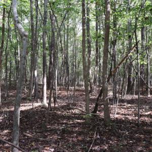 Photo #39 of SOLD property in Off Goldston Carbonton Road , Goldston, NC 11.8 acres
