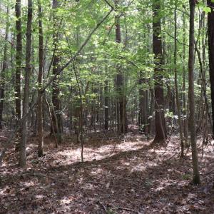 Photo #40 of SOLD property in Off Goldston Carbonton Road , Goldston, NC 11.8 acres