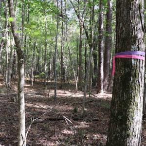 Photo #41 of SOLD property in Off Goldston Carbonton Road , Goldston, NC 11.8 acres