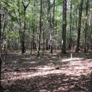 Photo #42 of SOLD property in Off Goldston Carbonton Road , Goldston, NC 11.8 acres