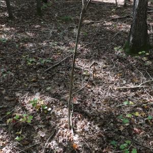 Photo #43 of SOLD property in Off Goldston Carbonton Road , Goldston, NC 11.8 acres