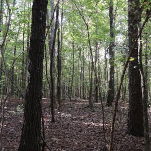 Photo #44 of SOLD property in Off Goldston Carbonton Road , Goldston, NC 11.8 acres