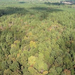 Photo #5 of SOLD property in Off Goldston Carbonton Road , Goldston, NC 11.8 acres