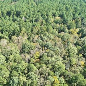 Photo #7 of SOLD property in Off Goldston Carbonton Road , Goldston, NC 11.8 acres