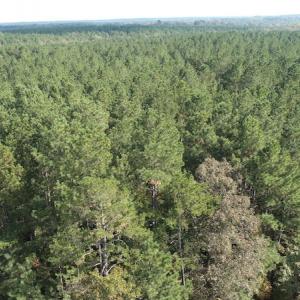 Photo #8 of SOLD property in Off Goldston Carbonton Road , Goldston, NC 11.8 acres