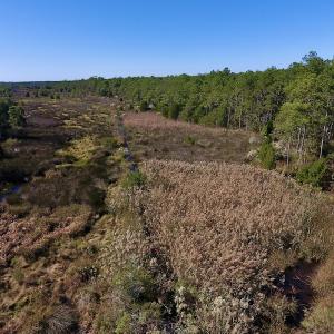 Photo #13 of SOLD property in Off Fulford Point Road , Lowland, NC 21.0 acres