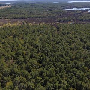 Photo #19 of SOLD property in Off Fulford Point Road , Lowland, NC 21.0 acres