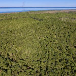 Photo #21 of SOLD property in Off Fulford Point Road , Lowland, NC 21.0 acres