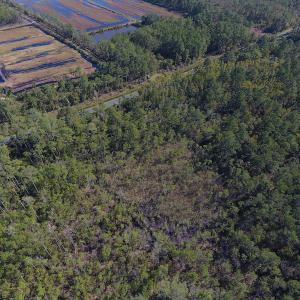 Photo #5 of SOLD property in Off Fulford Point Road , Lowland, NC 21.0 acres