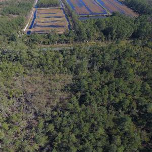 Photo #6 of SOLD property in Off Fulford Point Road , Lowland, NC 21.0 acres