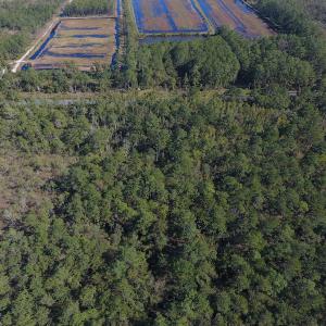Photo #7 of SOLD property in Off Fulford Point Road , Lowland, NC 21.0 acres