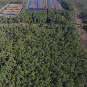 Photo #8 of SOLD property in Off Fulford Point Road , Lowland, NC 21.0 acres