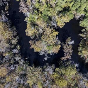 Photo #12 of SOLD property in Off Highway 264 and Lillie Lane, Pactolus, NC 79.9 acres