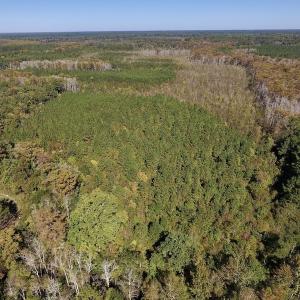 Photo #16 of SOLD property in Off Highway 264 and Lillie Lane, Pactolus, NC 79.9 acres