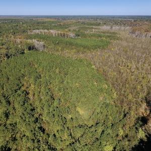Photo #17 of SOLD property in Off Highway 264 and Lillie Lane, Pactolus, NC 79.9 acres