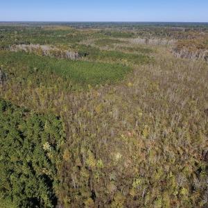 Photo #18 of SOLD property in Off Highway 264 and Lillie Lane, Pactolus, NC 79.9 acres