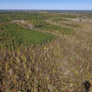 Photo #19 of SOLD property in Off Highway 264 and Lillie Lane, Pactolus, NC 79.9 acres