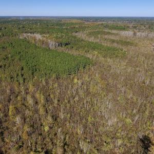Photo #19 of SOLD property in Off Highway 264 and Lillie Lane, Pactolus, NC 79.9 acres