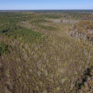 Photo #20 of SOLD property in Off Highway 264 and Lillie Lane, Pactolus, NC 79.9 acres