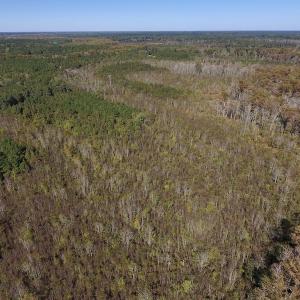Photo #20 of SOLD property in Off Highway 264 and Lillie Lane, Pactolus, NC 79.9 acres