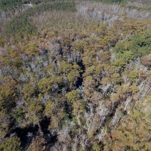 Photo #21 of SOLD property in Off Highway 264 and Lillie Lane, Pactolus, NC 79.9 acres