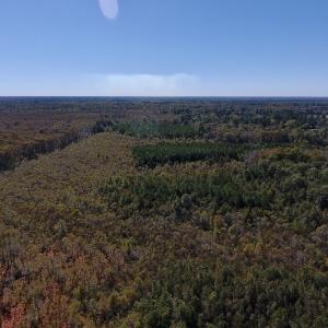 Photo #24 of SOLD property in Off Highway 264 and Lillie Lane, Pactolus, NC 79.9 acres